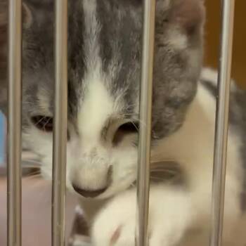 Flora -  Domestic Short Hair Cat for Adoption in Kalamazoo, Michigan - Flora | PetCurious