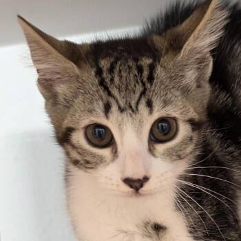 Coachella stray_1 -  Domestic Short Hair Cat for Adoption in Desert Hot Springs, California - Coachella Stray_1 | PetCurious