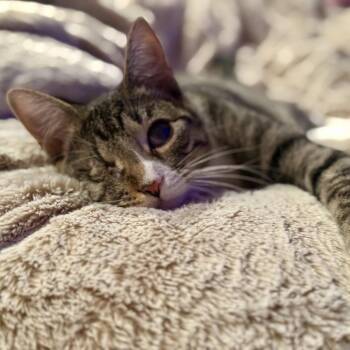 Rescue Domestic Short Hair Cats for Adoption in Tulsa, Oklahoma - Tweetie | PetCurious