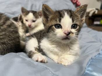 Rescue Domestic Short Hair Cats for Adoption in Wedgefield, South Carolina - Acorn | PetCurious