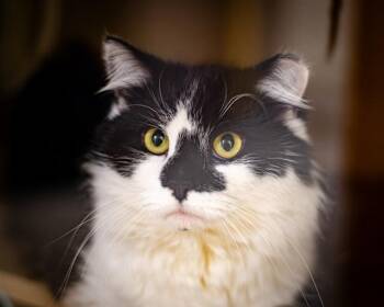 Domestic Long Hair Cats Available for Adoption - BLUEBERRY | PetCurious