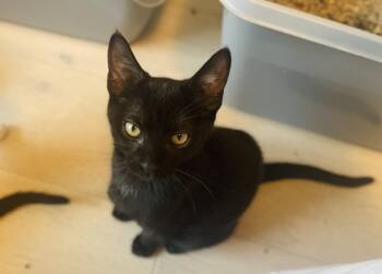 Stella Lindner -  Domestic Short Hair Cat for Adoption in Chandler, Arizona - Stella Lindner | PetCurious