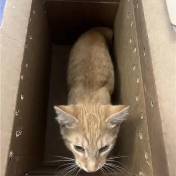 Gregory -  Domestic Short Hair Cat for Adoption in Brentwood, Missouri - Gregory | PetCurious
