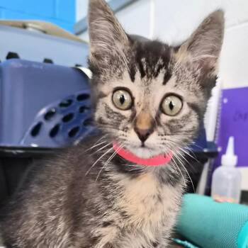 Jellybean -  Domestic Short Hair Cat for Adoption in Montgomery, Alabama - Jellybean | PetCurious