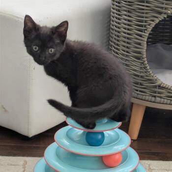 Alecto -  Domestic Short Hair Cat for Adoption in Gibsonia, Pennsylvania - Alecto | PetCurious