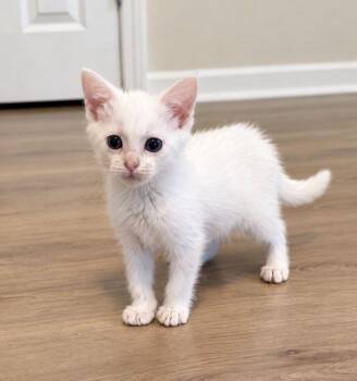 Chloe -  Domestic Short Hair Cat for Adoption in Concord, North Carolina - Chloe | PetCurious