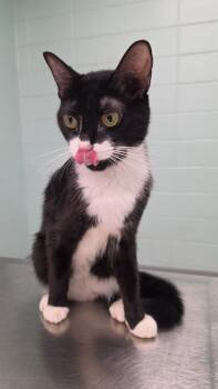 Rosalie -  Domestic Short Hair Cat for Adoption in Athens, Tennessee - Rosalie | PetCurious