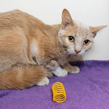 Domestic Short Hair Cats Available for Adoption in South Elgin, Illinois - Cupcake | PetCurious