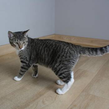 American Shorthair Cats Available for Adoption in Minnetonka, Minnesota - Hamza C69679 | PetCurious