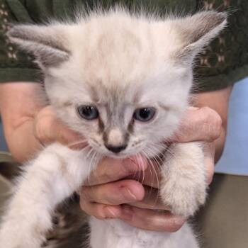 Domestic Short Hair Cats Available for Adoption in Montgomery, Alabama - Gretel | PetCurious