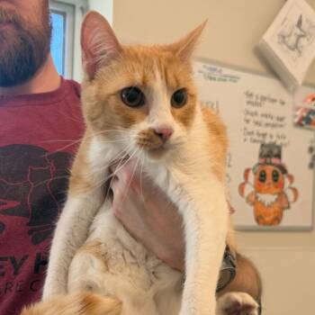 Rescue Domestic Short Hair Cats for Adoption in Rifle, Colorado - Gretel (Meli (22-2z-2)) | PetCurious