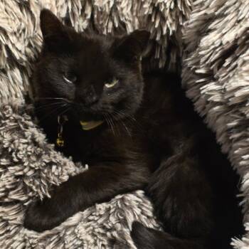 Bruce -  Domestic Medium Hair Cat Available for Adoption in Grantsville, Utah - Bruce | PetCurious