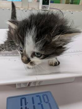 Amethyst -  Domestic Medium Hair Cat for Adoption in Adrian, Michigan - Amethyst | PetCurious