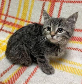 Domestic Short Hair Cats Available for Adoption in Jackson, Michigan - Sweet Pea | PetCurious