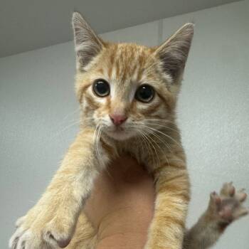 Rescue Domestic Short Hair Cats for Adoption in Shelbyville, Illinois - Male | PetCurious