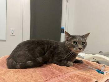 Jonnie -  Domestic Short Hair Cat for Adoption in Kansas City, Missouri - Jonnie | PetCurious