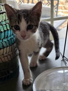 Madonna -  Domestic Short Hair and Tabby Cat for Adoption in The Woodlands, Texas - Madonna | PetCurious