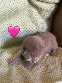 Lily -  Domestic Short Hair Cat Available for Adoption in Virginia Beach, Virginia - Lily | PetCurious