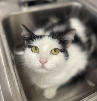DIBS -  Domestic Medium Hair Cat for Adoption in Loveland, Colorado - DIBS | PetCurious