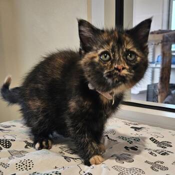 Katia -  Domestic Medium Hair Cat for Adoption in Fremont, Ohio - Katia | PetCurious