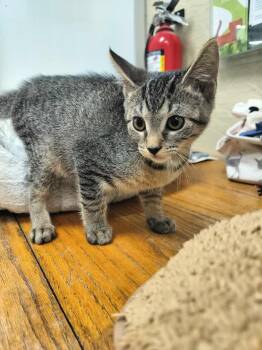 Rescue Tabby Cats for Adoption in Parlier, California - Adam | PetCurious