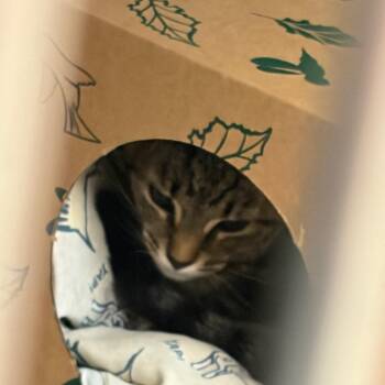 Robin -  Domestic Short Hair and Mixed Breed Cat for Adoption in Ashtabula, Ohio - Robin | PetCurious
