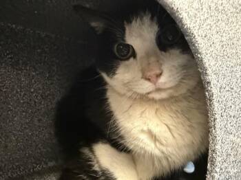 NUGGET -  Domestic Short Hair Cat for Adoption in Casper, Wyoming - NUGGET | PetCurious