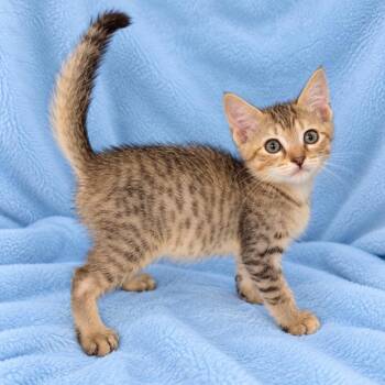 Daisy -  Domestic Short Hair Cat for Adoption in Tucson, Arizona - Daisy | PetCurious
