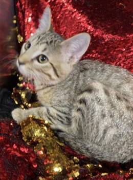 Snickers -  Domestic Short Hair Cat for Adoption in Conway, South Carolina - Snickers | PetCurious