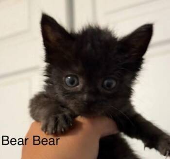 Rescue Domestic Short Hair Cats for Adoption in Anderson, Indiana - Bear Bear | PetCurious