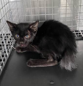 MOWGLI -  Domestic Short Hair Cat for Adoption in Fort Myers, Florida - MOWGLI | PetCurious