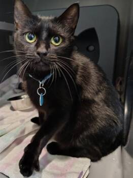 Domestic Short Hair Cats Available for Adoption in Leesburg, Virginia - SABRINA | PetCurious