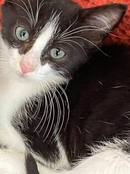 Brent -  Domestic Short Hair Cat for Adoption in Concord, North Carolina - Brent | PetCurious