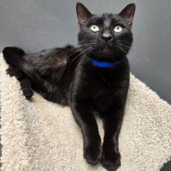 Leo Moon -  Domestic Short Hair Cat for Adoption in Buffalo, New York - Leo Moon | PetCurious