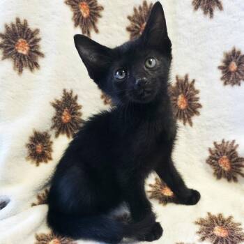 Earl Grey -  Domestic Short Hair Cat for Adoption in Mt. Juliet, Tennessee - Earl Grey | PetCurious