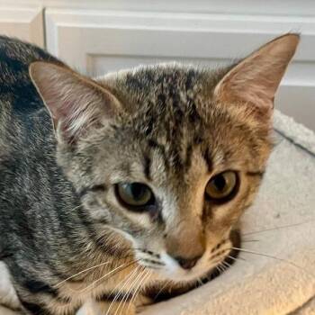 Domestic Short Hair Cats Available for Adoption - Patience 2 | PetCurious