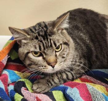 Bushel -  Domestic Short Hair Cat for Adoption in Vancouver, Washington - Bushel | PetCurious