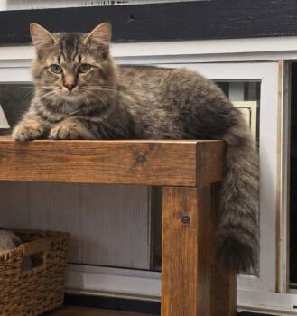Notorius Cat -  Domestic Medium Hair Cat for Adoption in Wheelersburg, Ohio - Notorius Cat | PetCurious