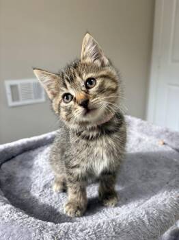 Harlem -  Domestic Short Hair Cat for Adoption in The Woodlands, Texas - Harlem | PetCurious