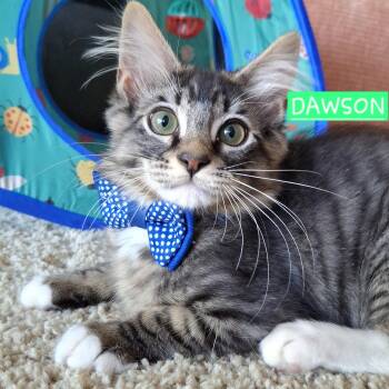Maine Coon and Domestic Short Hair Cats Available for Adoption in Yorba Linda, California - :::Dawson & Atlas::: | PetCurious