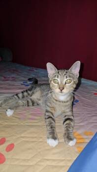 Rescue Tabby Cats for Adoption in Fletcher, Oklahoma - MISSY | PetCurious