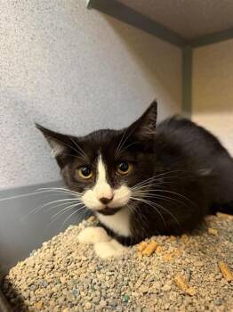 AMELIA -  Domestic Short Hair Cat for Adoption in Aliquippa, Pennsylvania - AMELIA | PetCurious