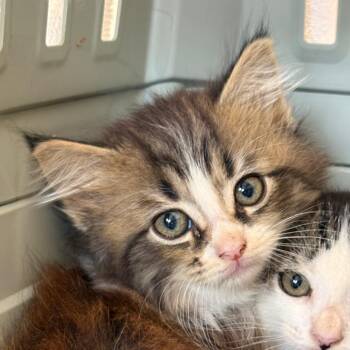 Parker -  Domestic Medium Hair Cat for Adoption in Mt. Juliet, Tennessee - Parker | PetCurious