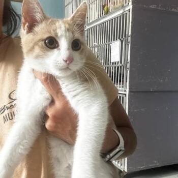 Willy -  Domestic Short Hair Cat for Adoption in Hutchinson, Minnesota - Willy | PetCurious