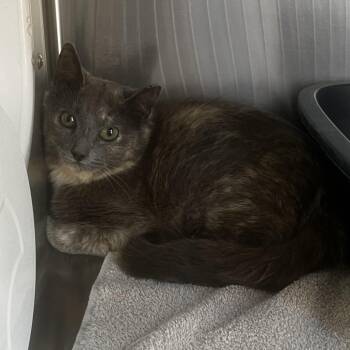 Pretzel Bites -  Domestic Short Hair Cat for Adoption in Burlington, Ontario - Pretzel Bites | PetCurious