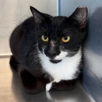 Tux -  Domestic Short Hair Cat for Adoption - Tux | PetCurious
