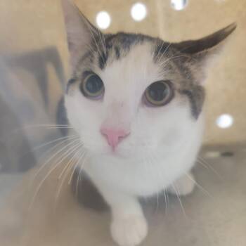 Domestic Short Hair Cats Available for Adoption in Philadelphia, Pennsylvania - Tobeans | PetCurious