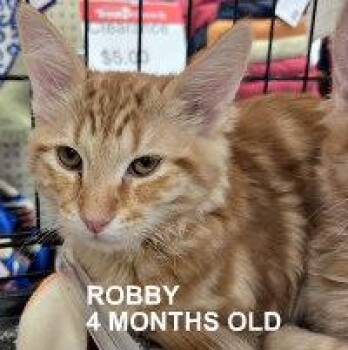 Tabby Cats Available for Adoption in Henderson, Nevada - ROBBY | PetCurious