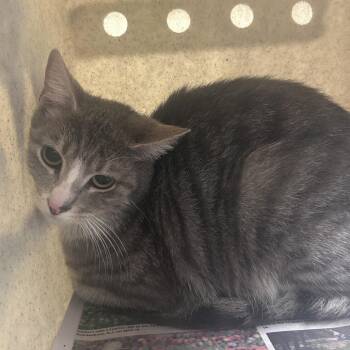 Gavon -  Domestic Short Hair Cat for Adoption in Philadelphia, Pennsylvania - Gavon | PetCurious