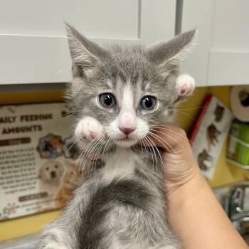 Mullet -  Domestic Short Hair Cat for Adoption in Huntsville, Arkansas - Mullet | PetCurious